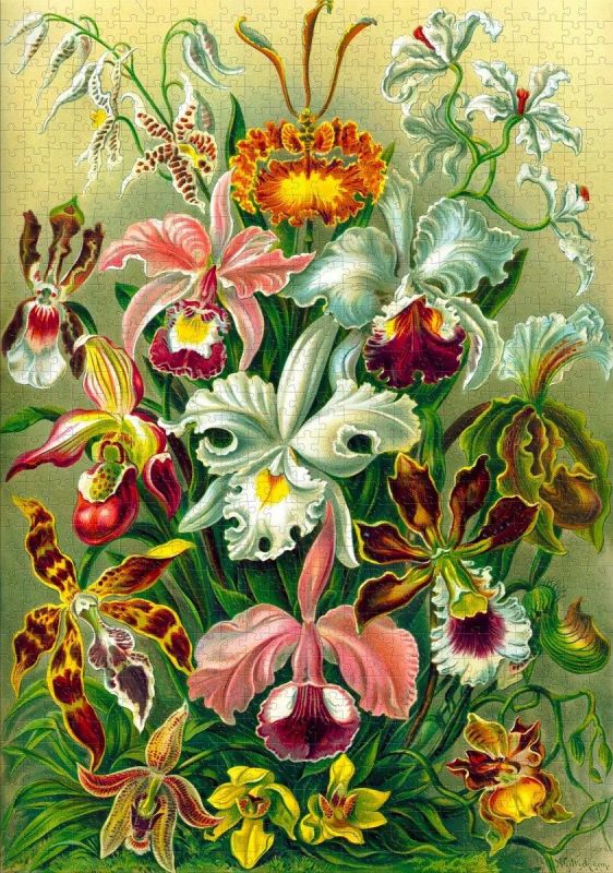 Пазл GoodLoot Imagination: Orchid Ernst Haeckel 1000 ел.